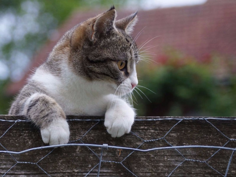 wie teilen sich robben mit