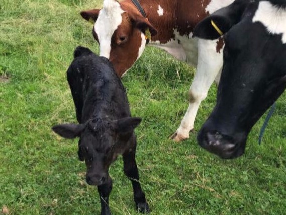 zicklein teilen sich mit